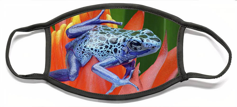Frogs Face Mask featuring the photograph Sprawled - Poison Dart Frog by Nikolyn McDonald
