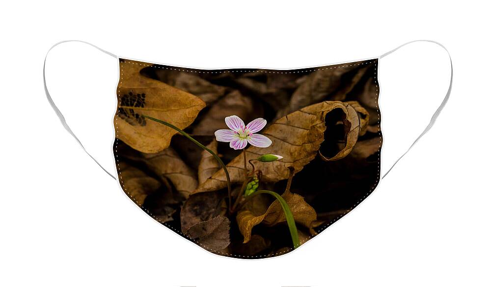 Flower Face Mask featuring the photograph Spring Beauty by Jeff Phillippi