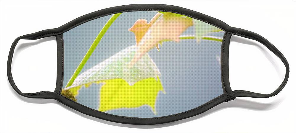Leaves Face Mask featuring the photograph Spring color by Merle Grenz