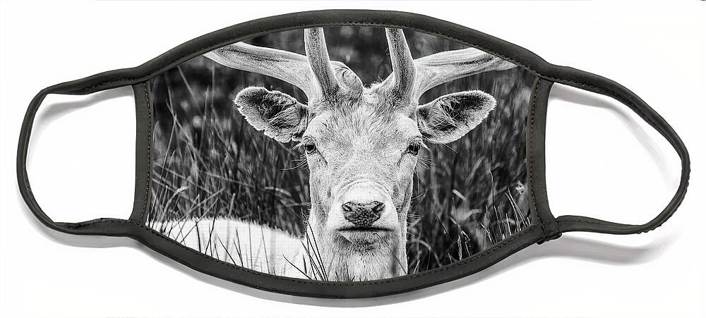 Spring Face Mask featuring the photograph Spring Deer by Nick Bywater