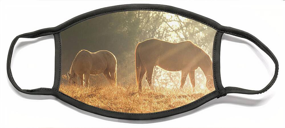 Horses Face Mask featuring the photograph Spring morning in the Ozarks by Allin Sorenson
