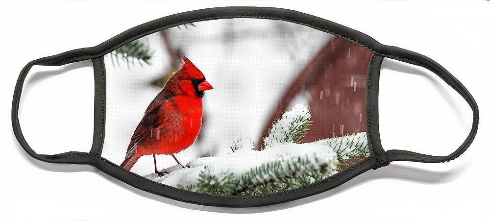 Cardinal Face Mask featuring the photograph Snowbird by Dale R Carlson