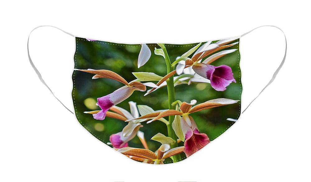 Orchid Face Mask featuring the photograph Spring Show 15 Nun's Orchid 1 by Janis Senungetuk