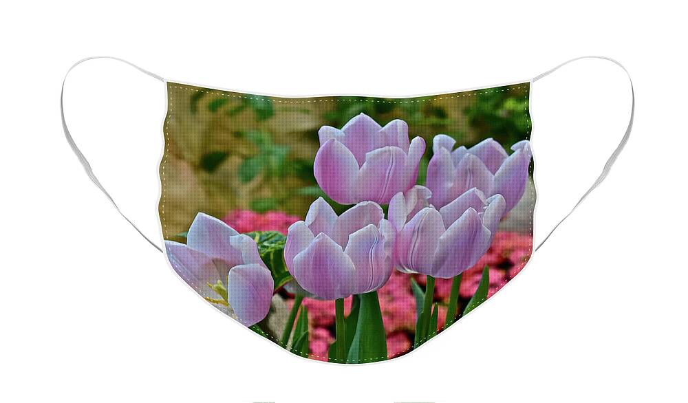 Tulips Face Mask featuring the photograph Spring Show 18 Pink Tulips and Montego Rose Snapdragons by Janis Senungetuk