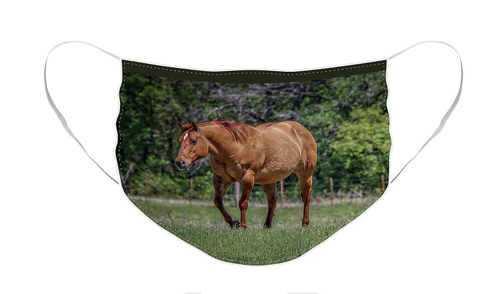 Horses Face Mask featuring the photograph Springtime In Texas Fields by Elaine Malott