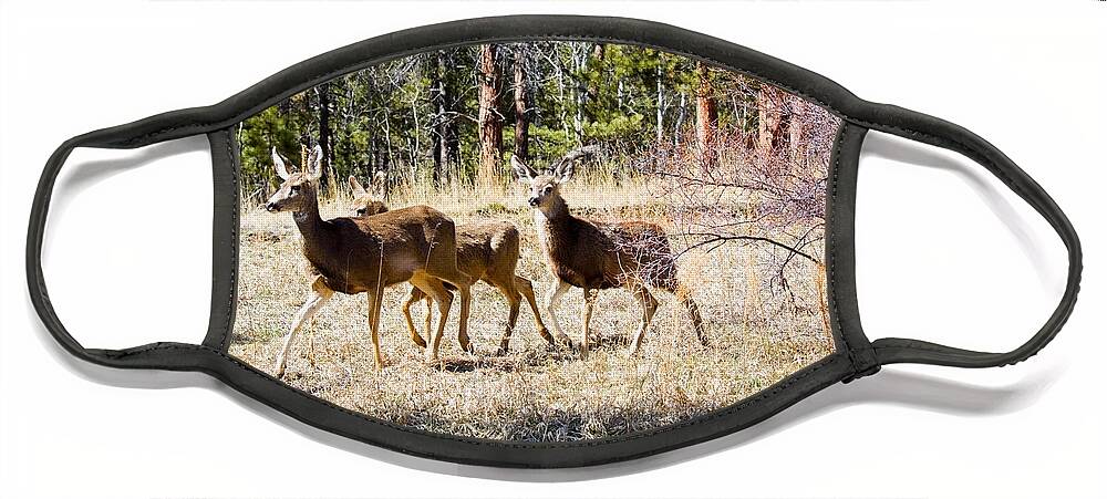 Deer Face Mask featuring the photograph Springtime Mule Deer in the Pike National Forest by Steven Krull