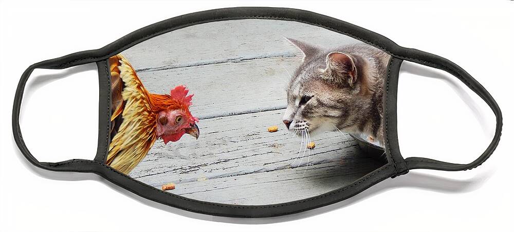 Animals Funny Comical Cat Chicken Feline Food Pet Pets Wild Chicken Rooster Face Mask featuring the photograph Standoff by Jan Gelders