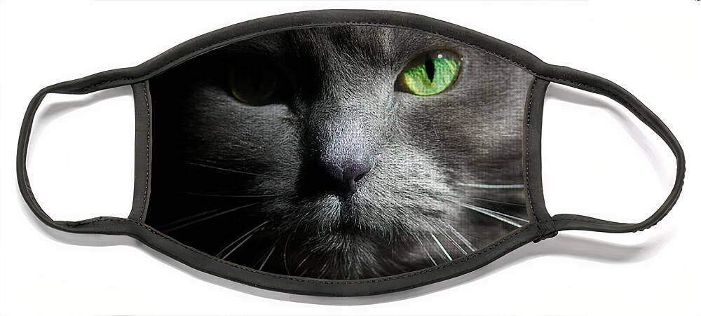 Cat Face Mask featuring the photograph Stare Down by Joann Vitali