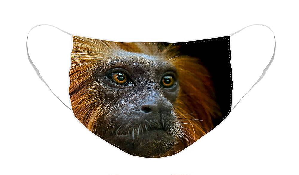 Tamarin Face Mask featuring the photograph Stare down by Paul Neville