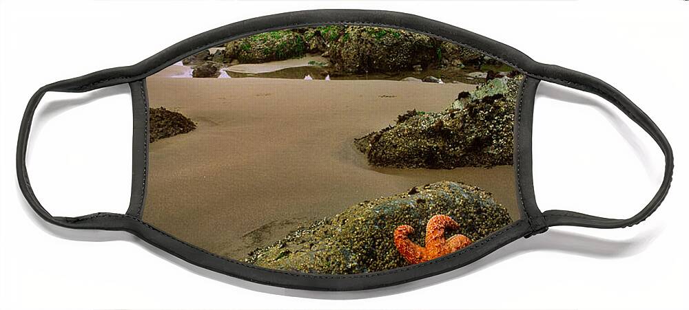 America Face Mask featuring the photograph Starfish on the Rocks by Inge Johnsson