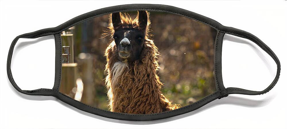 Acres Face Mask featuring the photograph Staring Llama by Travis Rogers