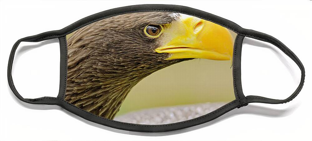Britain Face Mask featuring the photograph Steller's Sea Eagle - Haliaeetus pelagicus by Rod Johnson