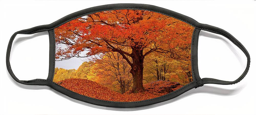 Peabody Massachusetts Face Mask featuring the photograph Sturdy Maple in Autumn Orange by Jeff Folger