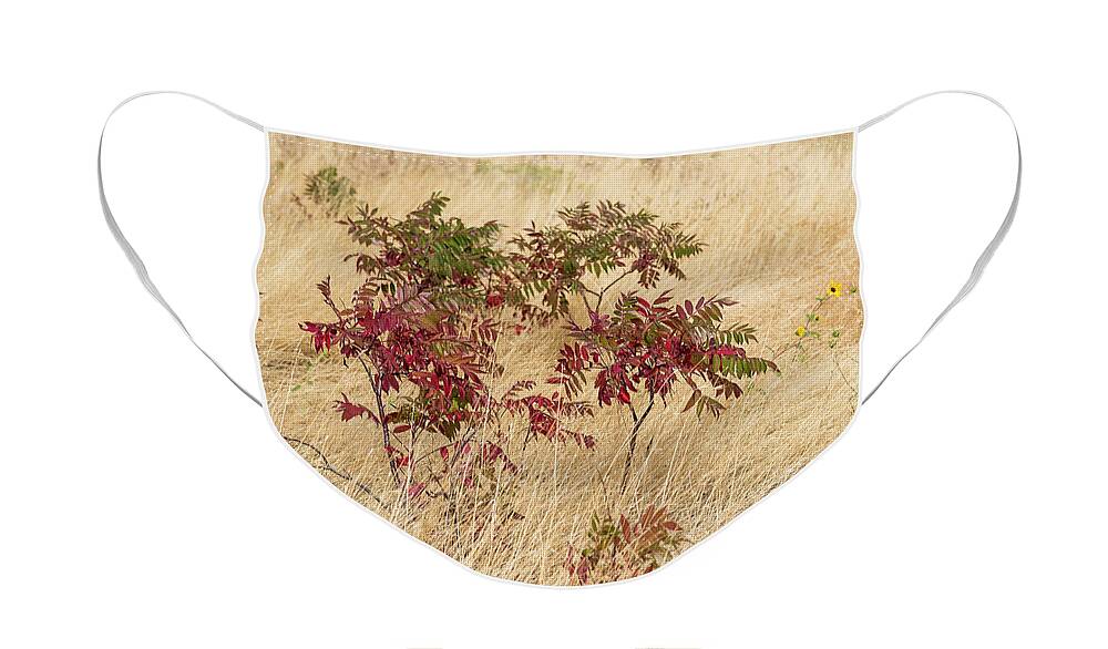 Arid Face Mask featuring the photograph Sumac and Sunflower by Robert Potts