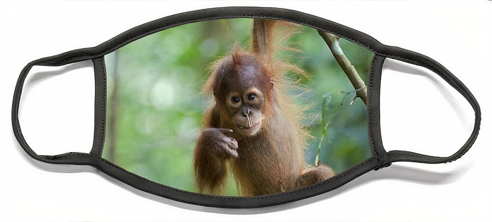 Mp Face Mask featuring the photograph Sumatran Orangutan Pongo Abelii One by Suzi Eszterhas