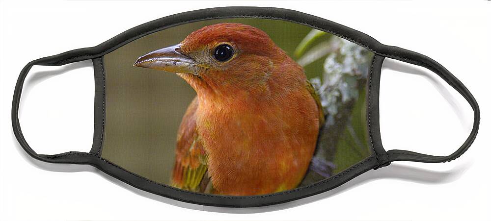 Mp Face Mask featuring the photograph Summer Tanager Piranga Rubra Male by Pete Oxford