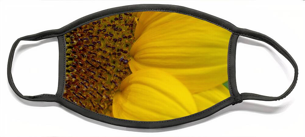 Flower Face Mask featuring the photograph Sunflower Closeup by Allen Nice-Webb
