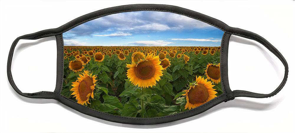 Sunflower Face Mask featuring the photograph Sunflower Field by Ronda Kimbrow