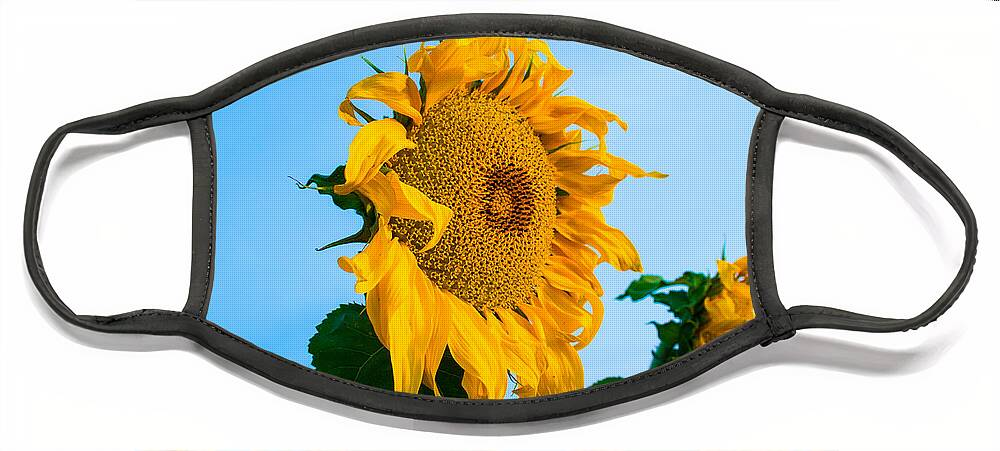 Sunrise Face Mask featuring the photograph Sunflower Morning #2 by Mindy Musick King