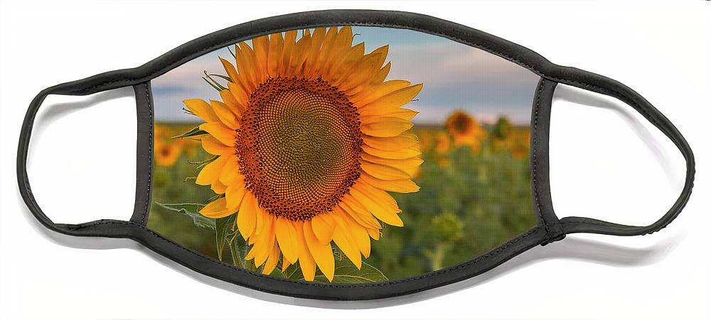 Flowers Face Mask featuring the photograph Sunflower Stands Apart by Tony Hake