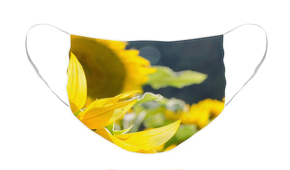 Sunflowers Face Mask featuring the photograph Sunflowers 14 by Andrea Anderegg