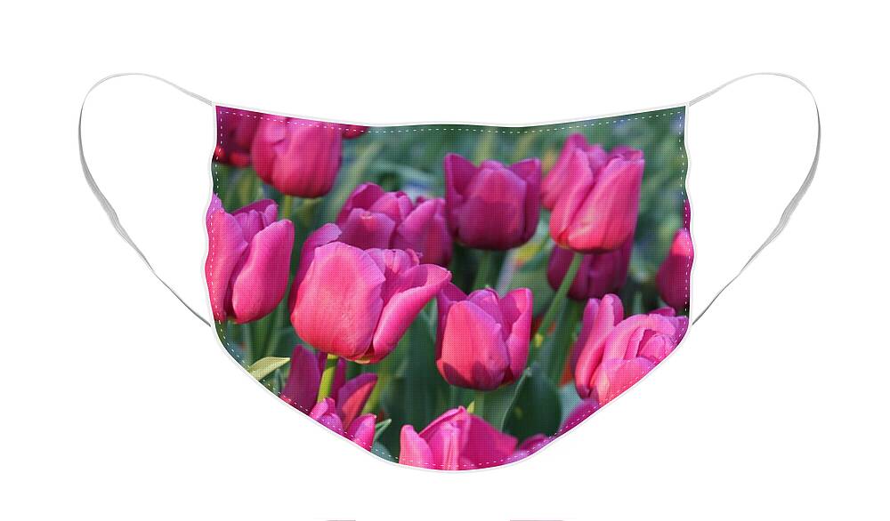 Pink Tulips Face Mask featuring the photograph Sunlight on Pink Tulips by Carol Groenen