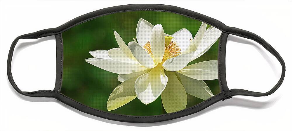 Dawn Currie Photography Face Mask featuring the photograph Sunlit Lotus Blossom by Dawn Currie