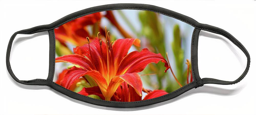 Photograph Face Mask featuring the photograph Sunning Red Day Lilies by M E