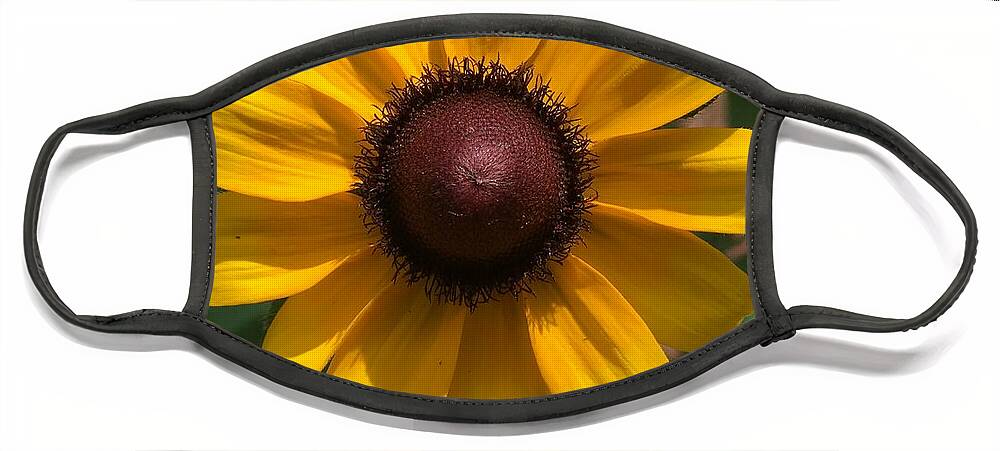 Sunflower Face Mask featuring the photograph Sunny by Pamela Henry