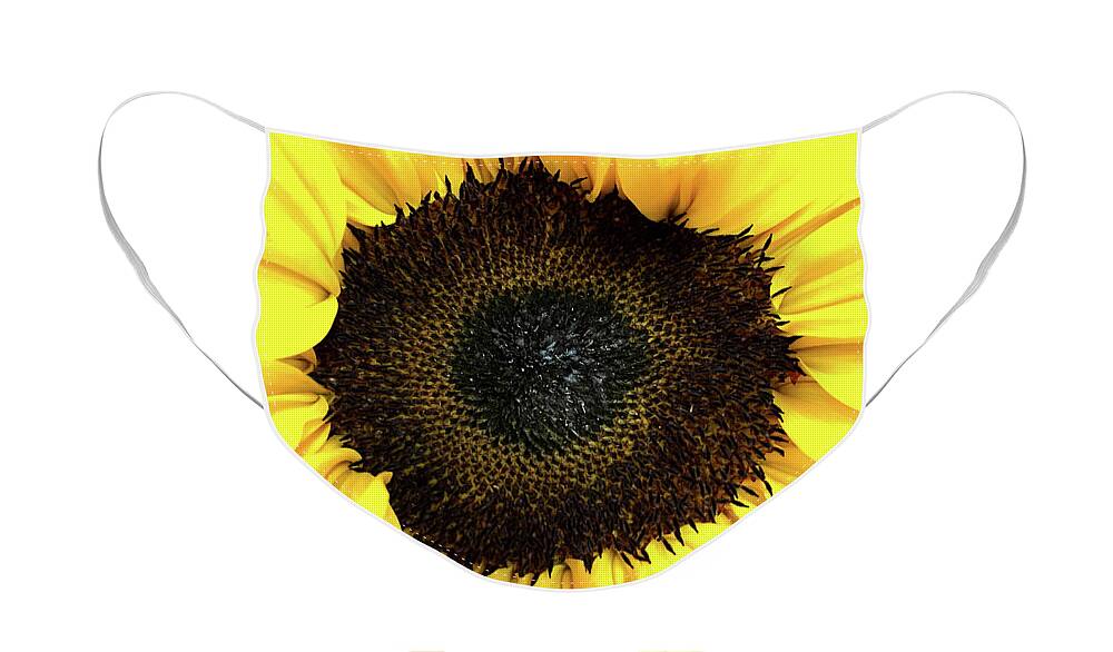 Sunflower Face Mask featuring the photograph Sunny by Steph Gabler
