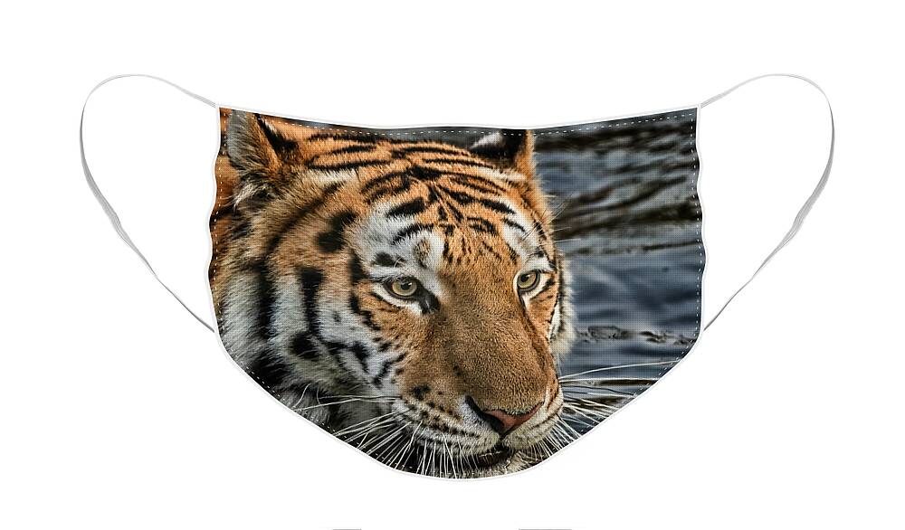 Tiger Face Mask featuring the photograph Swimming Tiger by Chris Boulton