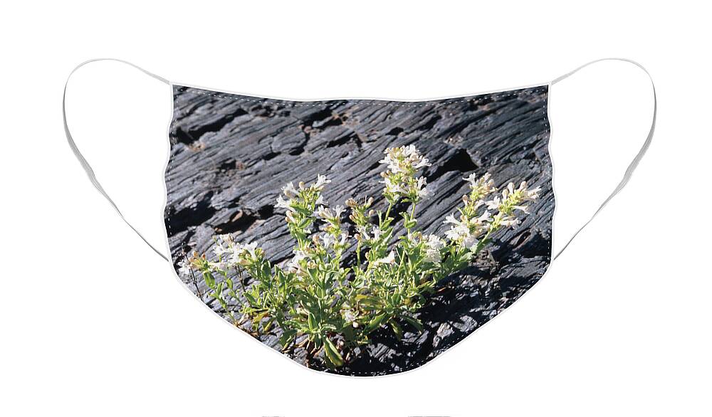 Hot Rock Penstemon Face Mask featuring the photograph T-107709 Hot Rock Penstemon by Ed Cooper Photography