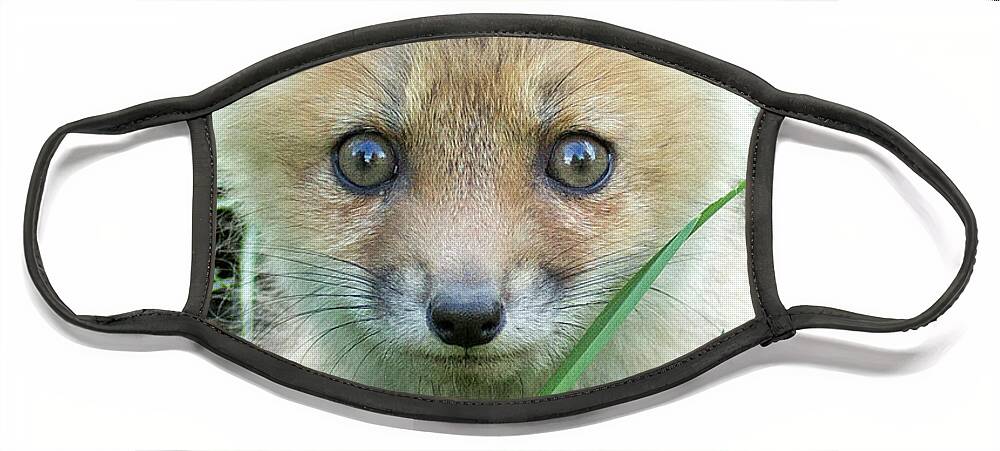 Fox Face Mask featuring the photograph Take me home by Everet Regal