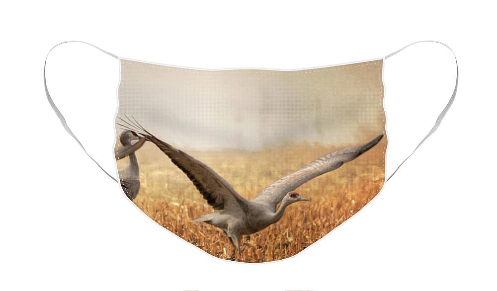 Sandhill Cranes Face Mask featuring the photograph Take Off by Susan Rissi Tregoning
