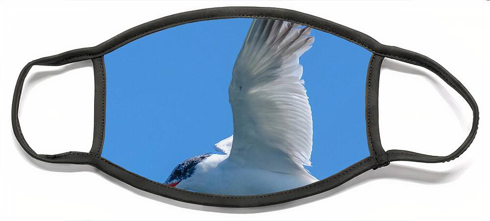 Bird Face Mask featuring the photograph Taking a Tern for the Better by Jeff at JSJ Photography
