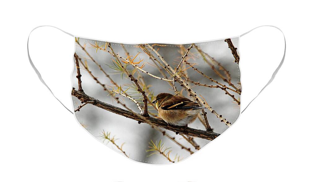 Goldfinch Face Mask featuring the photograph Tamarack Visitor by Debbie Oppermann