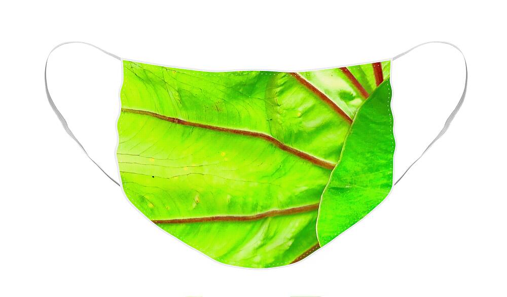 Flowers Of Aloha Taro Leaf Green Hawaii Face Mask featuring the photograph Taro Leaf Close Up in Green by Joalene Young