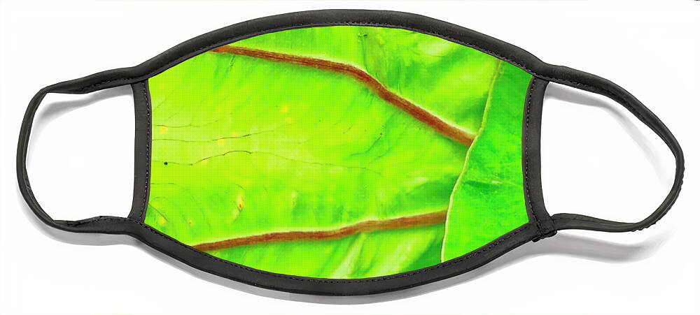 Flowers Of Aloha Taro Leaf Green Hawaii Face Mask featuring the photograph Taro Leaf Close Up in Green by Joalene Young