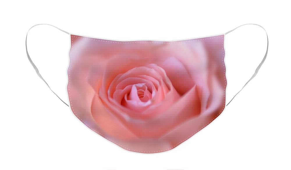 Pink Rose Face Mask featuring the photograph Tenderness of Pink Rose by Olga Hamilton