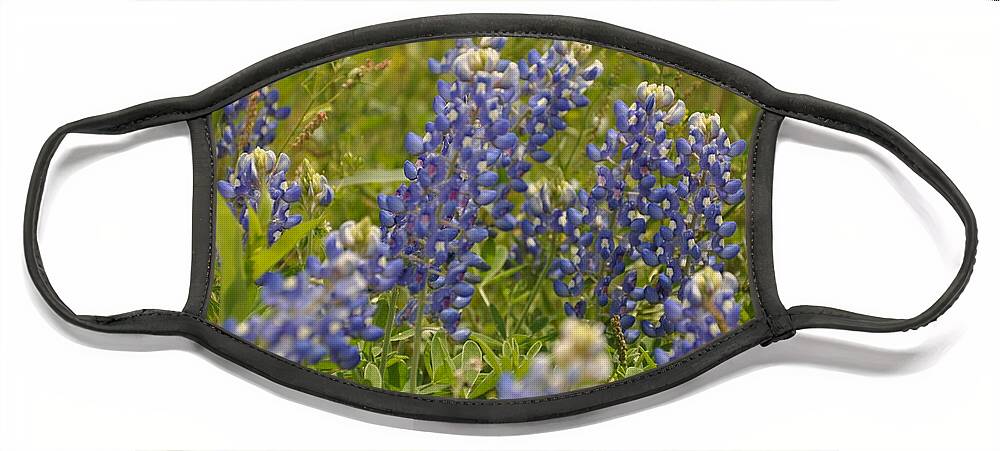 Texas Hill Country Face Mask featuring the photograph Texas Bluebonnet by Frank Madia