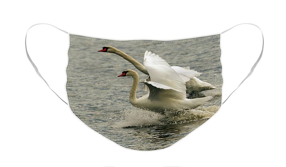 Swan Face Mask featuring the photograph The Amazing Swan Race by Sam Rino