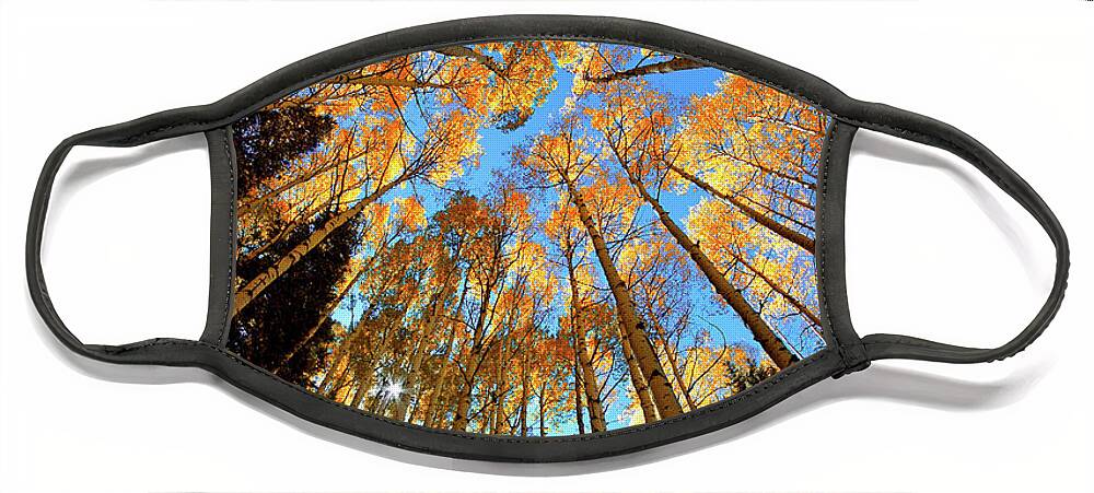Aspen Trees Face Mask featuring the photograph The Aspens Above - Colorful Colorado - Fall by Jason Politte