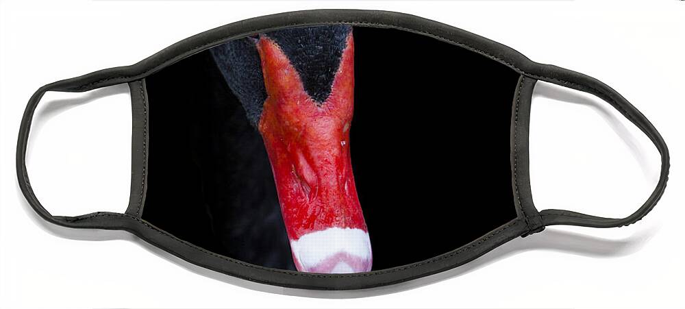 Black Swan Face Mask featuring the photograph The Black Swan by David Millenheft