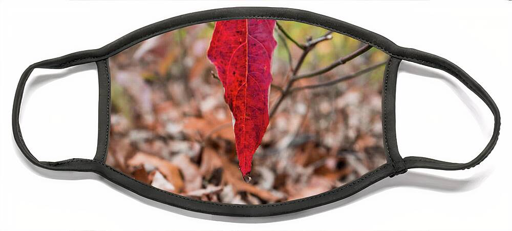 Nature Face Mask featuring the photograph The last leaf by Framing Places