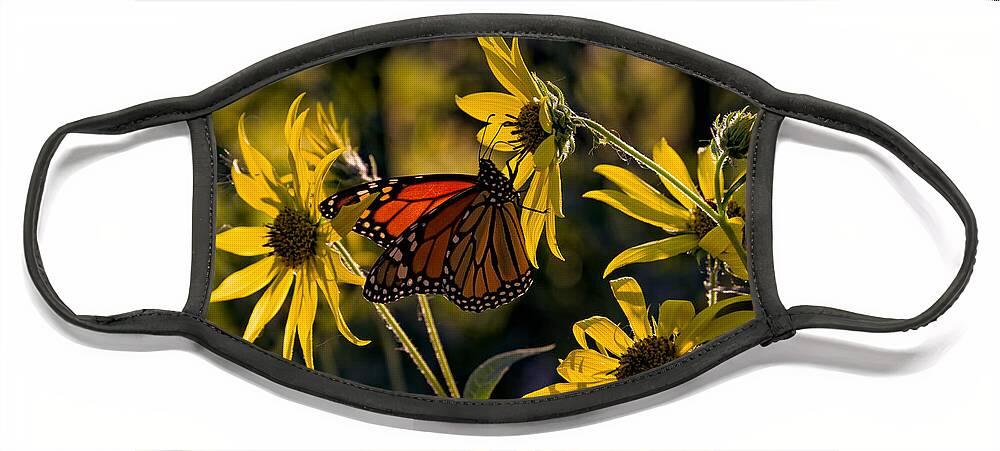 Monarch Face Mask featuring the photograph The Monarch And The Sunflower by Rick Berk