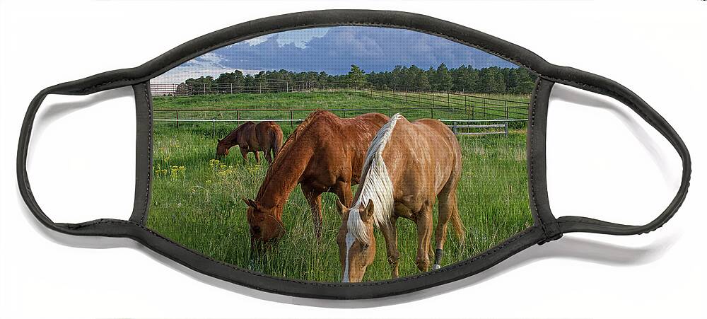  Horses Face Mask featuring the photograph The Mowing Crew by Alana Thrower