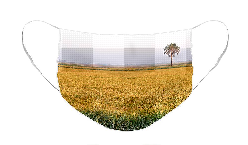 Scenic Face Mask featuring the photograph The Palm Tree in the Rice Fields by AJ Schibig