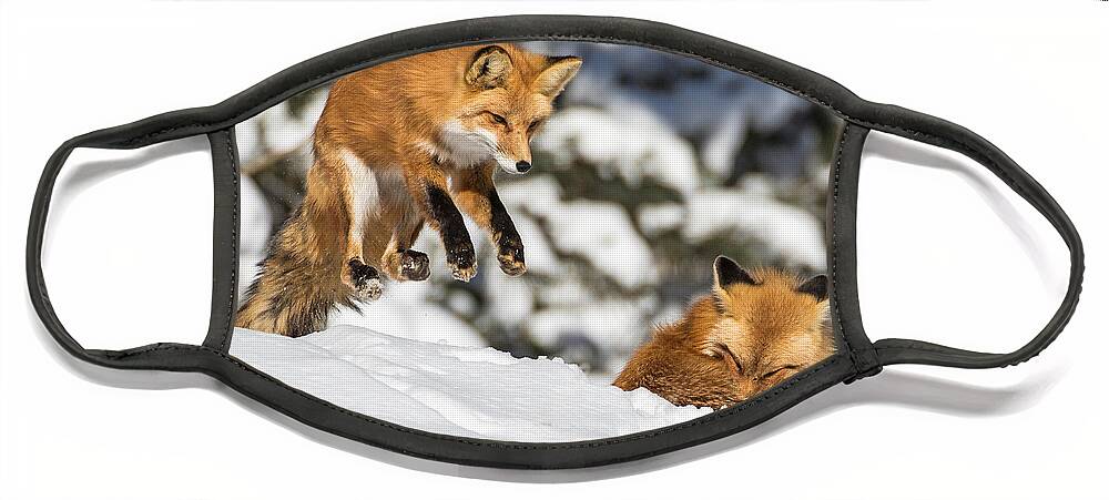 Red Fox Face Mask featuring the photograph The Perfect Pounce by Mindy Musick King