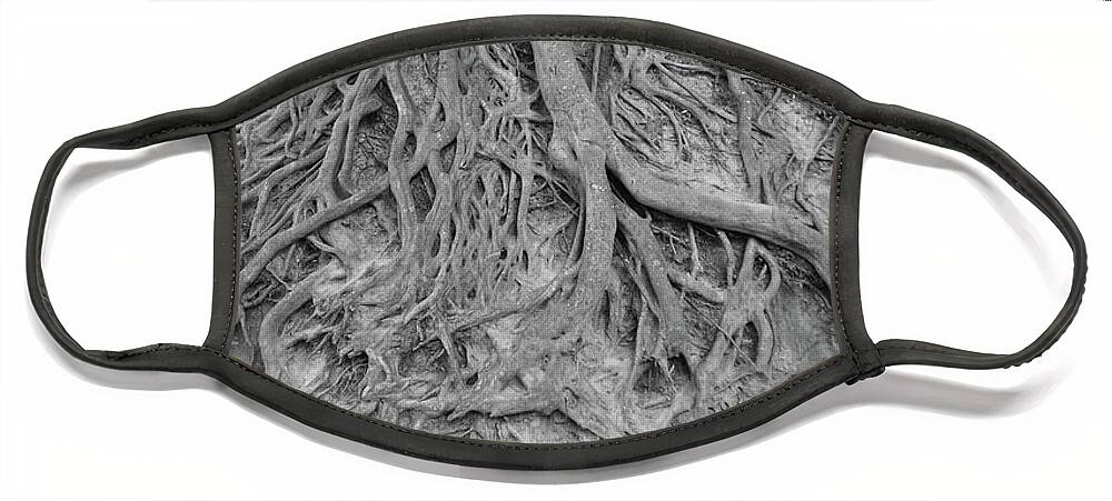 Tree Roots Face Mask featuring the photograph The Root of It All by Joseph C Hinson