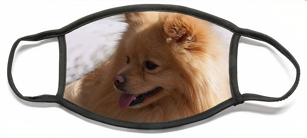 Pomeranian Dog Face Mask featuring the photograph The Sun on my Back by Jo Smoley
